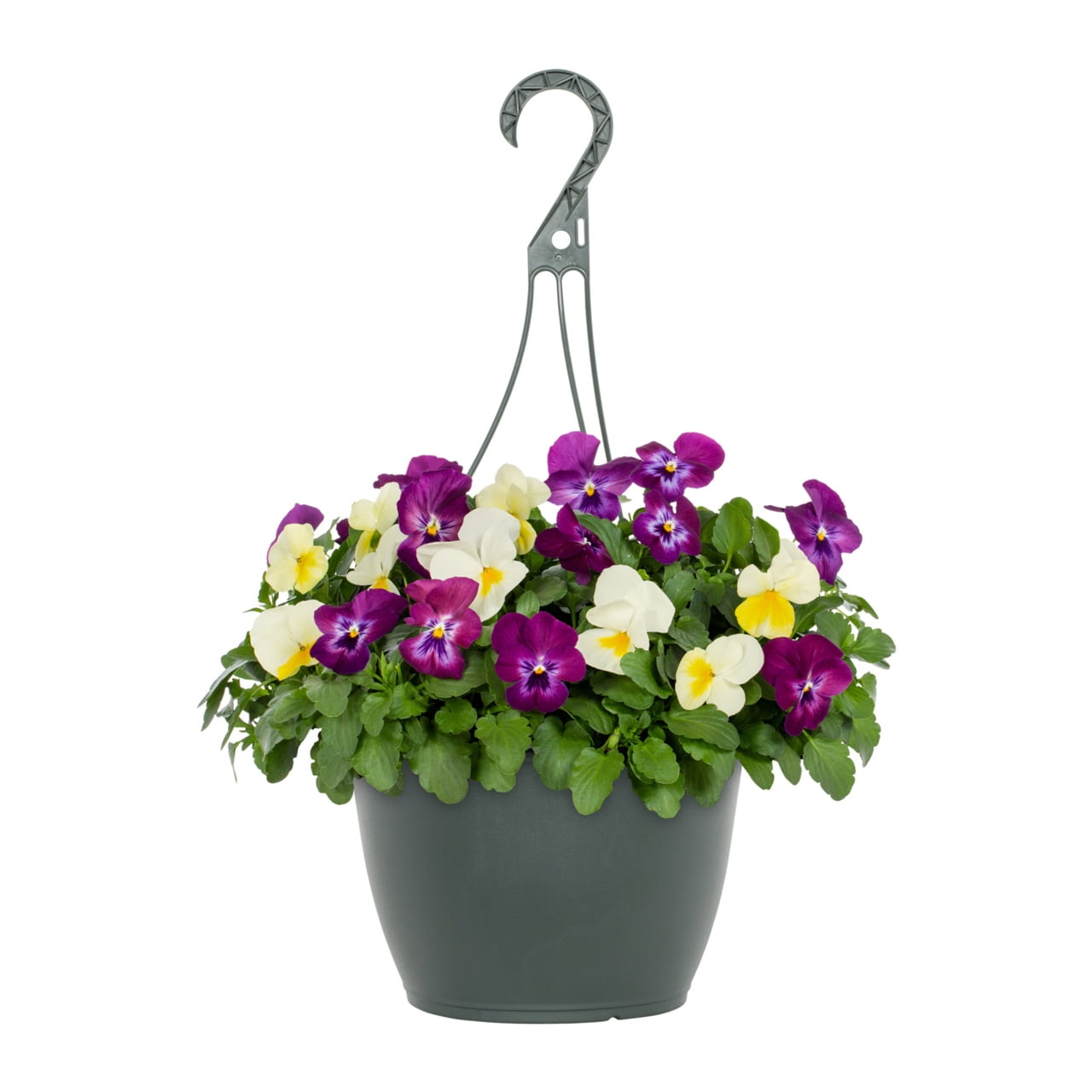 Expert Gardener 1.5gal Multicolor Viola Live Annual Plant Hanging