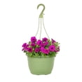 thumbnail image 1 of Expert Gardener 1.5gal Pink Petunia Live Annual Plant Hanging Basket Sun, 1 of 5
