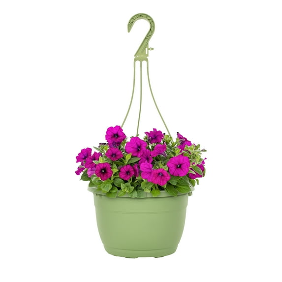 Expert Gardener 1.5gal Pink Petunia Live Annual Plant Hanging Basket Sun