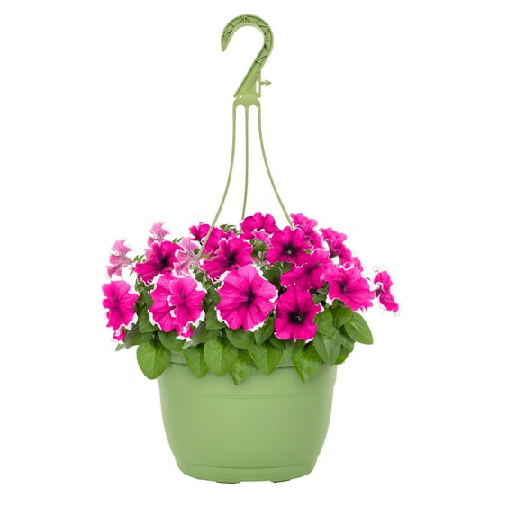 Expert Gardener 1.5gal Pink White Petunia Live Annual Plant Hanging Basket Sun