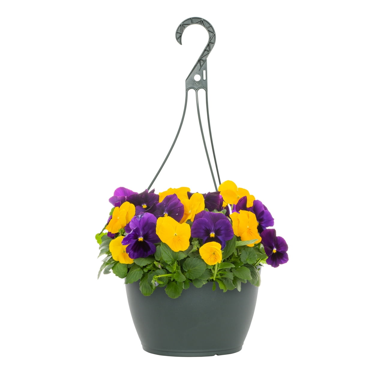 Expert Gardener 1.5gal Purple Yellow Pansy Live Annual Plant Hanging Basket Sun