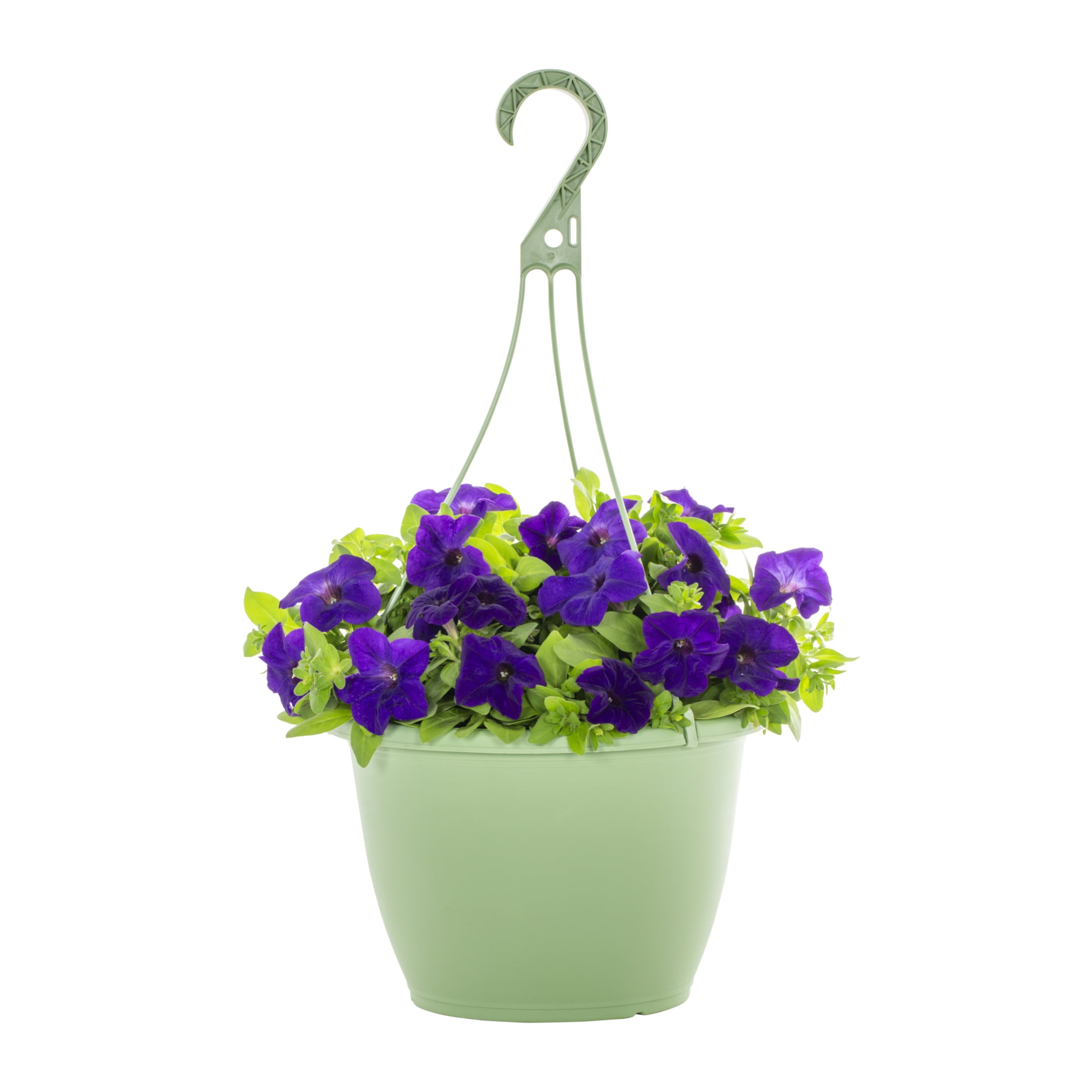 Expert Gardener 1.5gal Purple Petunia Live Annual Plant Hanging Basket Sun