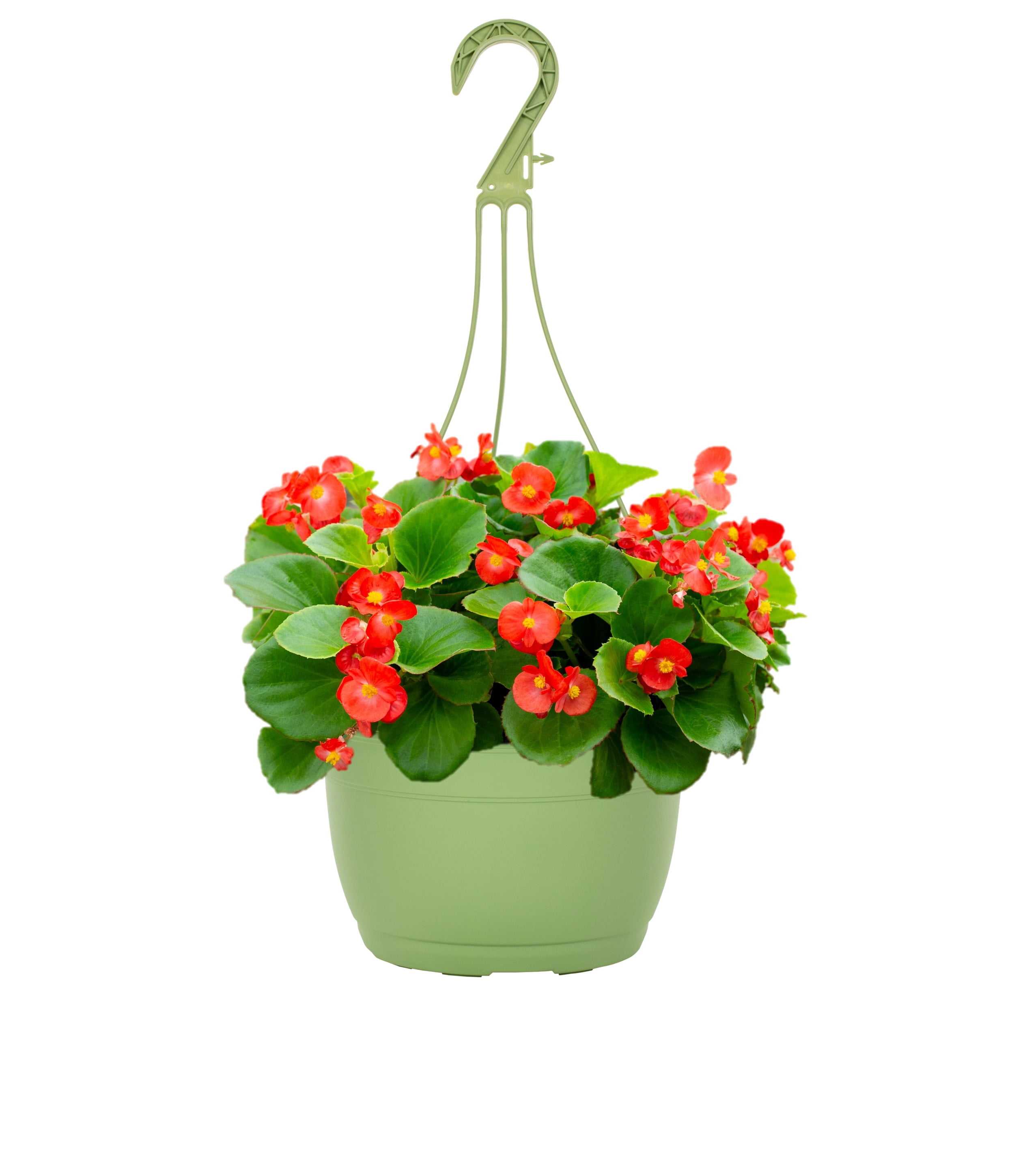 Expert Gardener 1.5gal Red Begonia Live Annual Plant Hanging Basket Shade