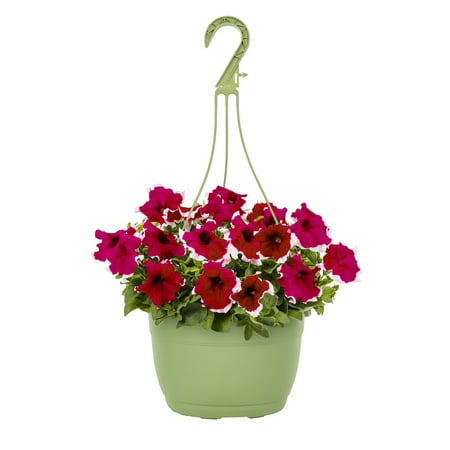 Expert Gardener 1.5gal Red White Petunia Live Annual Plant Hanging Basket Sun