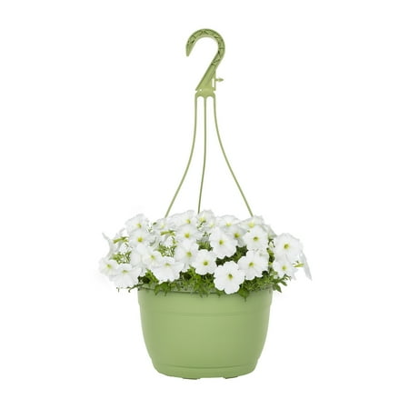 Expert Gardener 1.5gal White Petunia Live Annual Plant Hanging Basket Sun