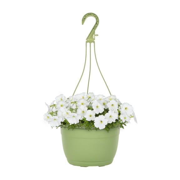 Expert Gardener 1.5gal White Petunia Live Annual Plant Hanging Basket Sun