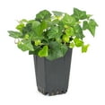 Expert Gardener 1.5PT Hedera Thorndale Live Plant Grower Pot Full Sun