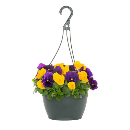 Expert Gardener 1.5gal Blue Yellow Pansy Live Annual Plant Hanging Basket Sun
