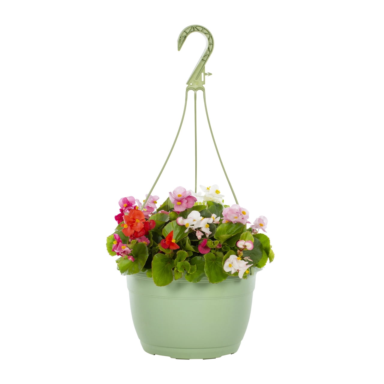 Expert Gardener 1.5gal Multicolor Begonia Live Annual Plant Hanging Basket Shade
