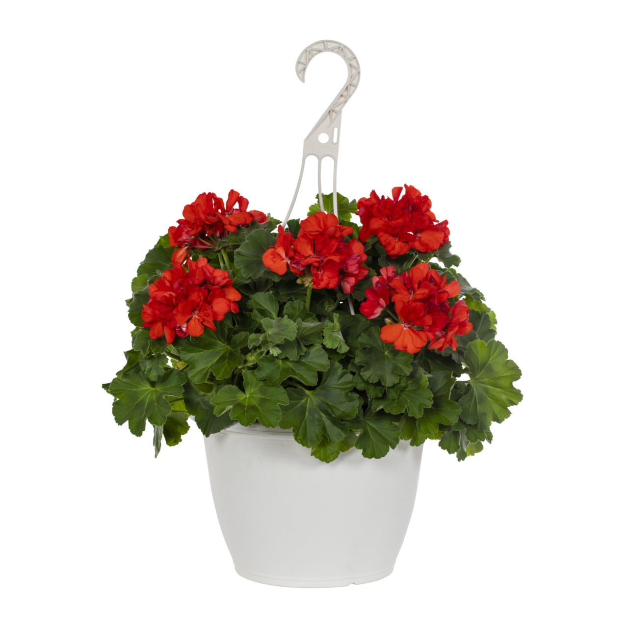 Expert Gardener 1.5gal Multicolor Zonal Geranium Live Annual Plant Decorative Pot Sun