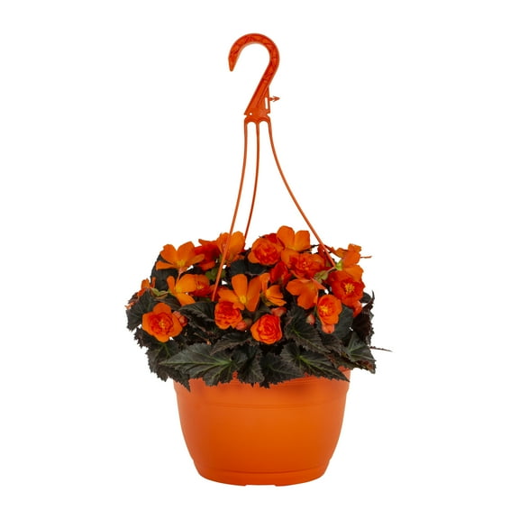 Expert Gardener 1.5gal Orange Begonia Live Annual Plant Hanging Basket Shade