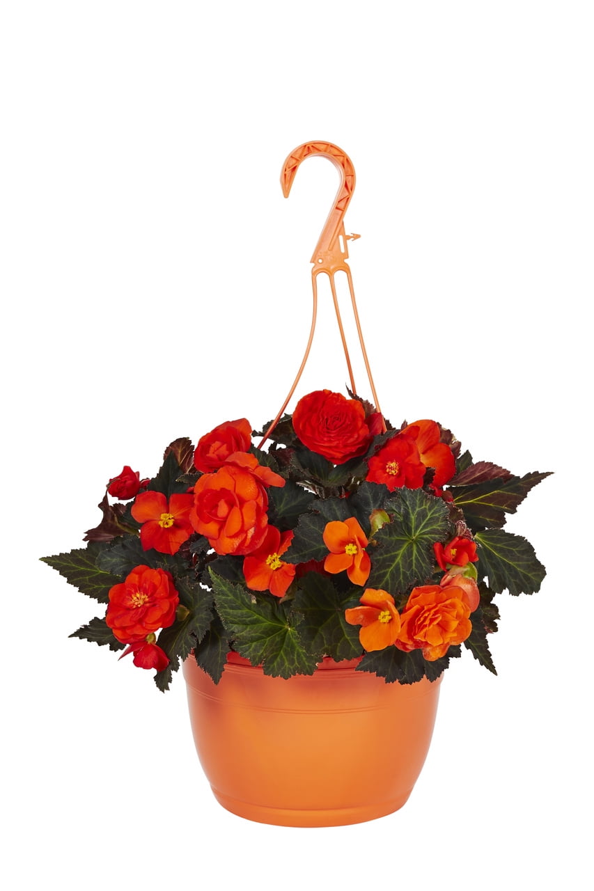 Expert Gardener 1.5gal Orange Tuberous Begonia Live Annual Plant Hanging Basket Sun