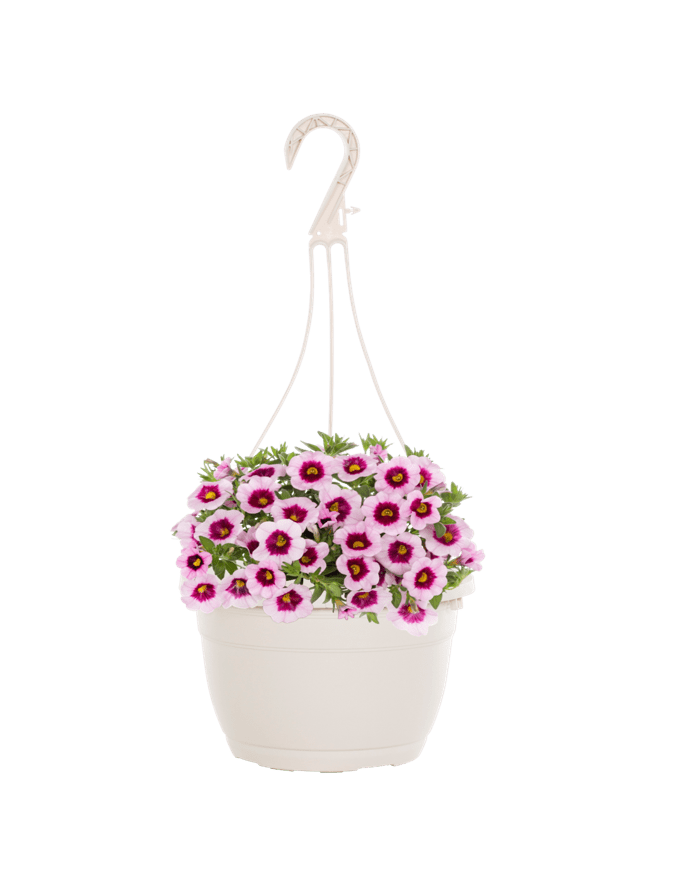 Expert Gardener 1.5gal Pink Calibrachoa Live Annual Plant Hanging Basket Sun