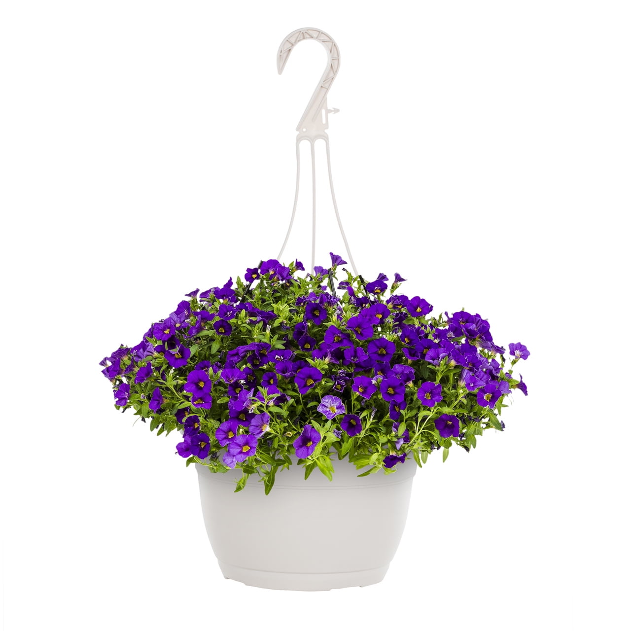 Expert Gardener 1.5gal Purple Calibrachoa Live Annual Plant Hanging Basket  Sun - Walmart.com