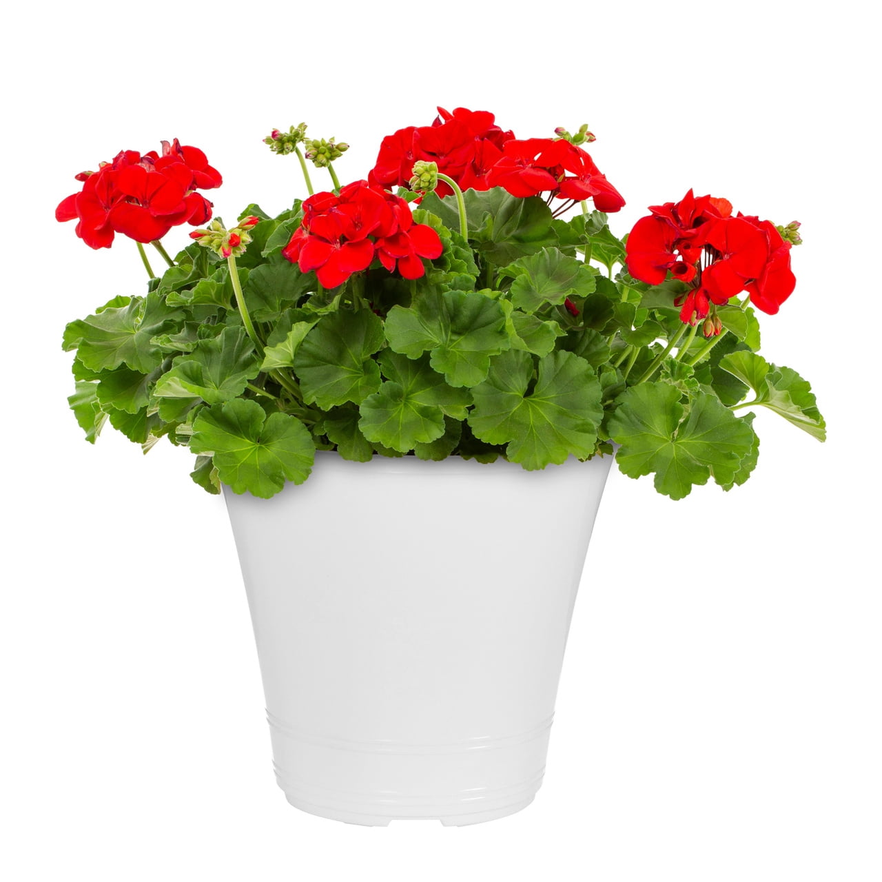 Expert Gardener 1.5gal Red Geranium Live Annual Plant Decorative Pot Sun