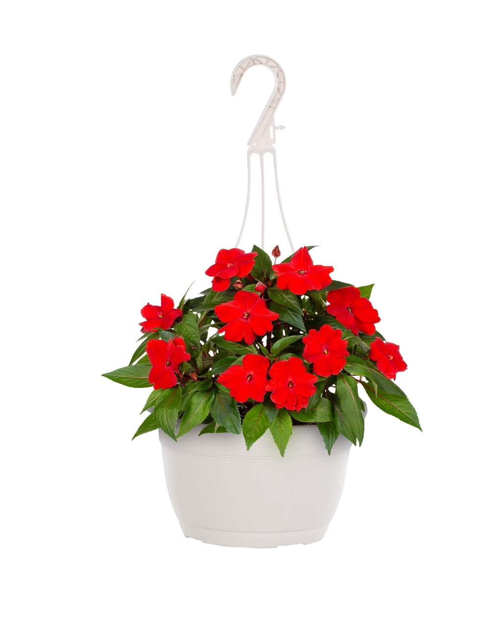Expert Gardener 1.5gal Red Impatiens Live Annual Plant Hanging Basket Sun