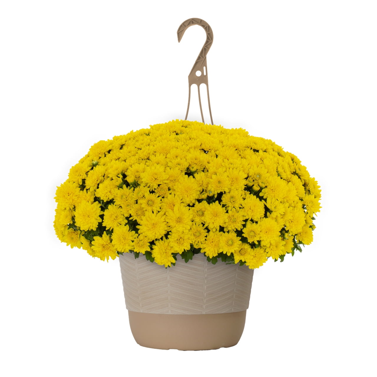 Better Homes & Gardens 1.5gal Yellow Mum Live Annual Plant Hanging Basket Sun