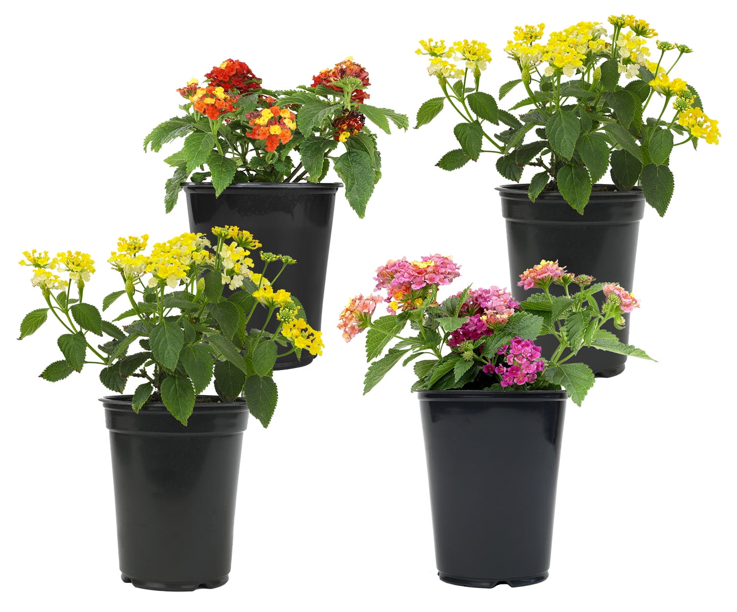 Expert Gardener Multicolor Lantana Drought Tolerant Flowers in 1 Quart Pots (4 Count) Full Sun