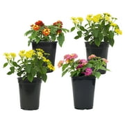 Expert Gardener Multicolor Lantana Drought Tolerant Flowers in 1 Quart Pots (4 Count) Full Sun