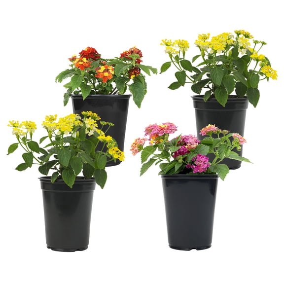 Expert Gardener Multicolor Lantana Drought Tolerant Flowers in 1 Quart Pots (4 Count) Full Sun