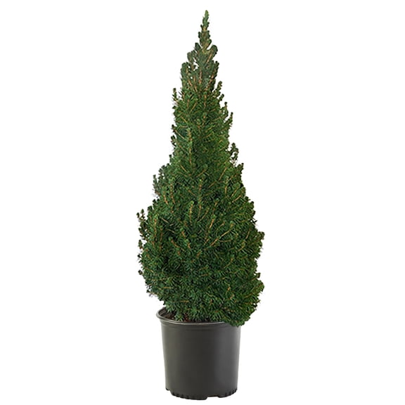 Expert Gardener 1 Gallon Dwarf Alberta Spruce Evergreen Live Shrub