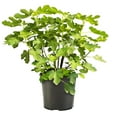 thumbnail image 1 of Expert Gardener 1 Gallon Fig Brown Turkey Live Shrub, 1 of 8