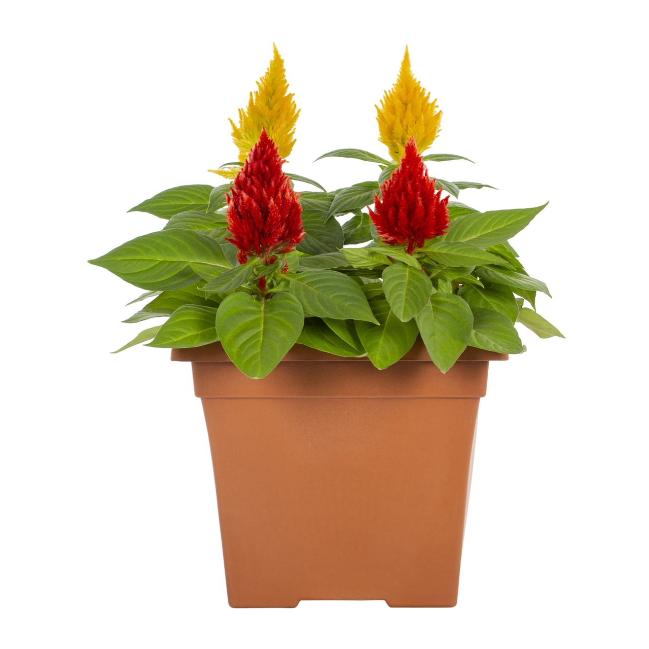 Expert Gardener 1gal Multicolor Celosia Live Annual Plant Decorative Pot Sun