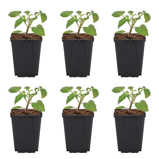 Expert Gardener 1PT Beefsteak Tomato Live Edible Plant Sun 6-Pack ...