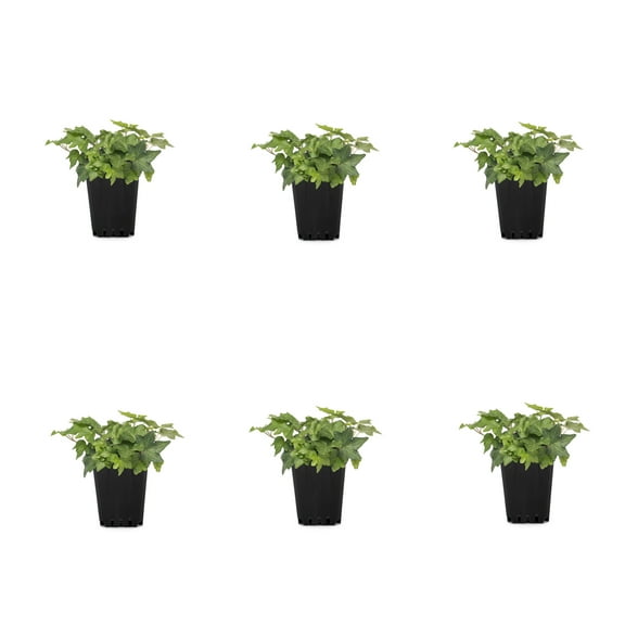 Expert Gardener 1PT Green English Ivy Live Perennial  Plant Sun 6-Pack