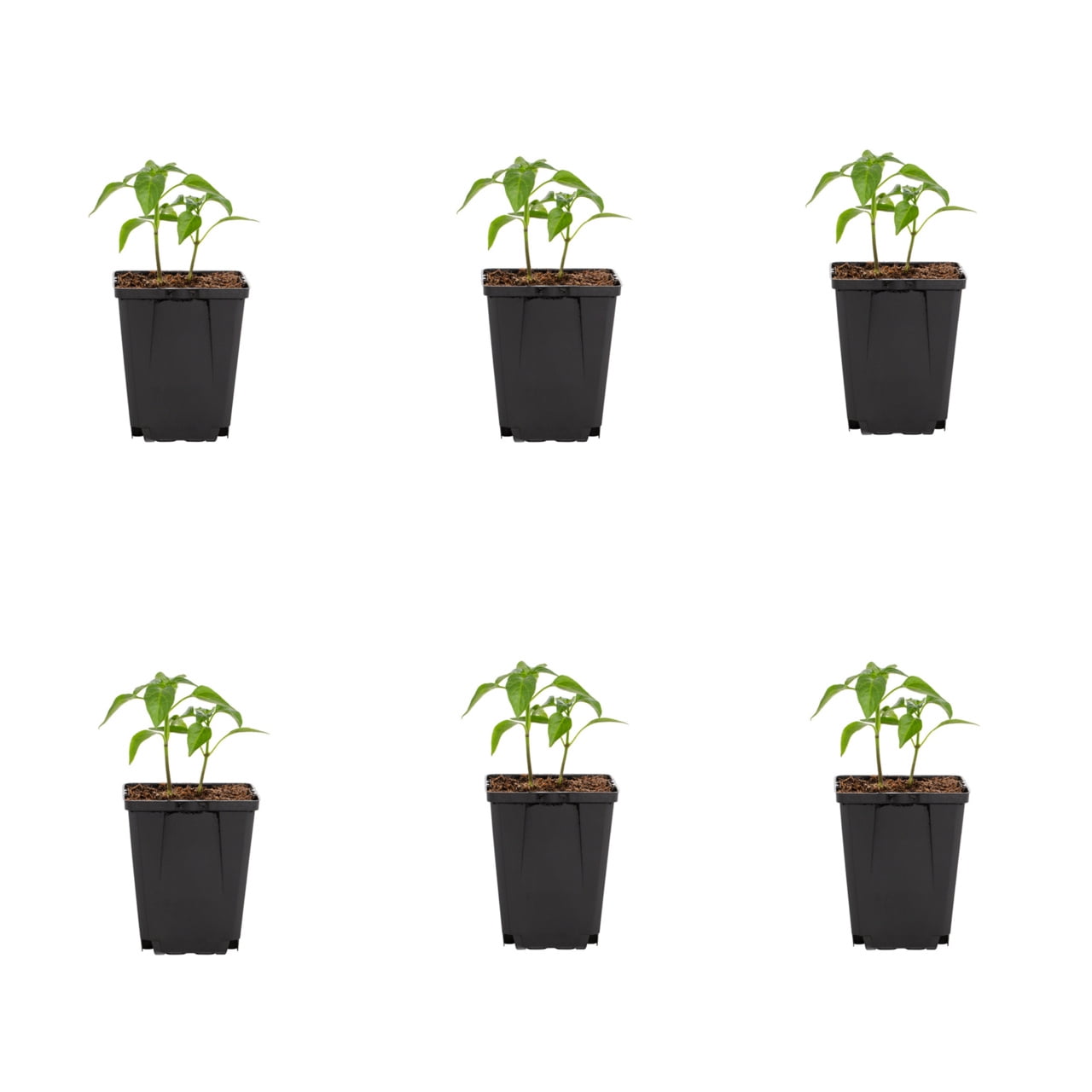 Expert Gardener 1PT Jalapeno Pepper Live Edible Plant Sun 6-Pack