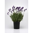 Expert Gardener 1 Pint Lavender Herb, Potted Live Plant