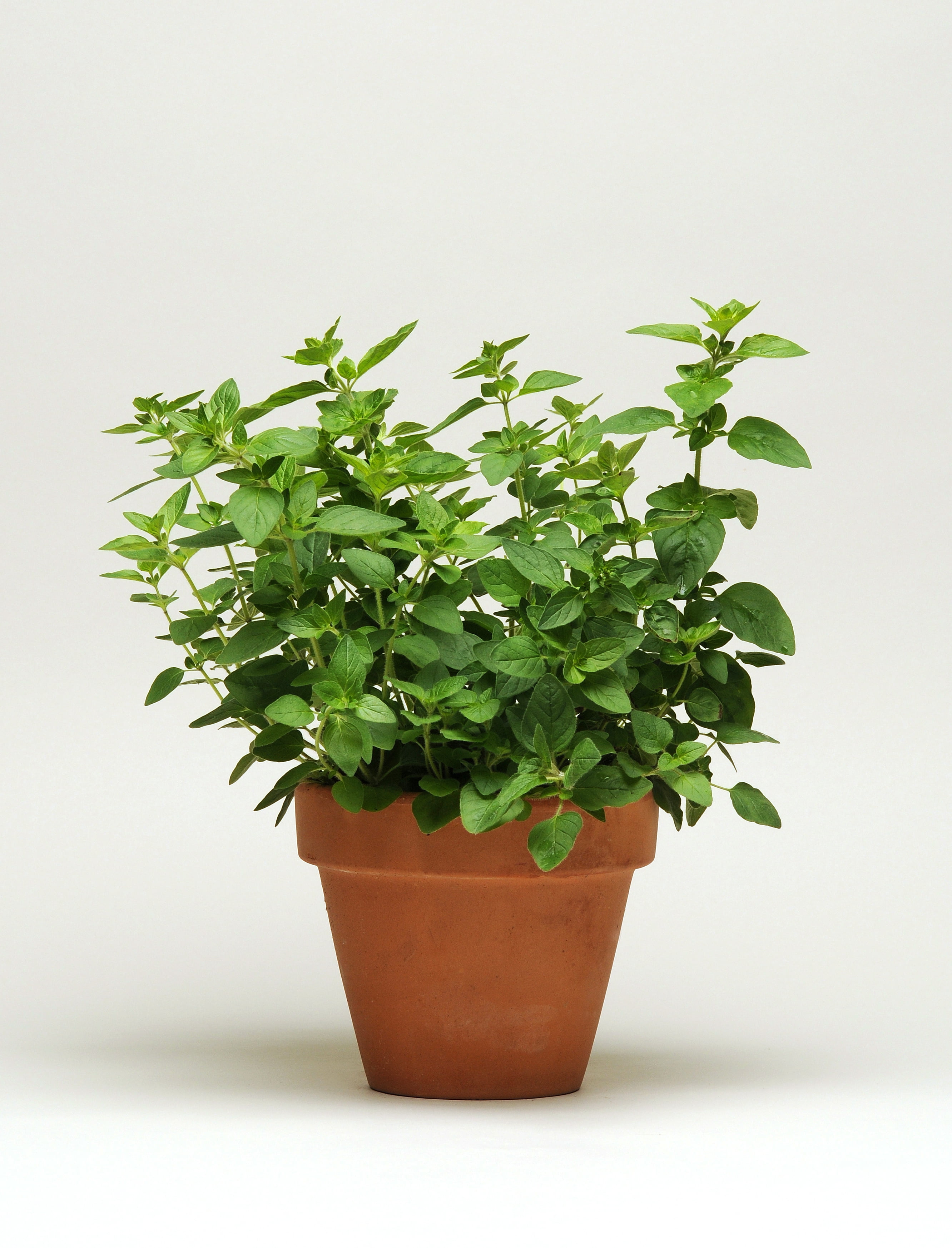 Expert Gardener 1 Pint Oregano Herb, Potted Live Plant