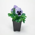Expert Gardener 1 Pint Pansy Purple Annual Flowers Outdoor Live