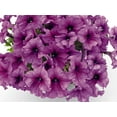 Expert Gardener 1 Pint Petunia Rose Annual Outdoor Live Plants Full
