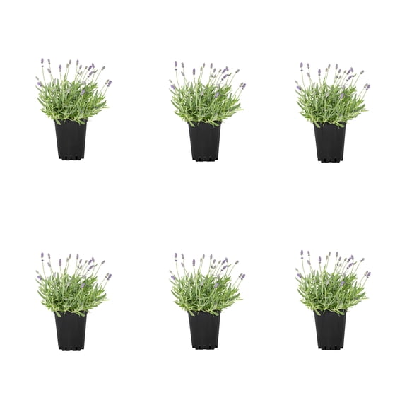 Expert Gardener 1PT Purple Lavender Live Perennial Plant Sun 6 -Pack