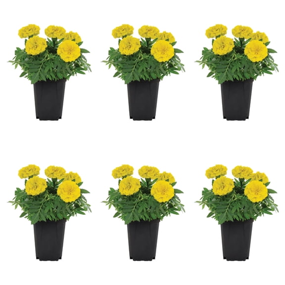 Expert Gardener Yellow Marigold Live Annual Plant, 1 Pint Grower Pot, 6-Pack, Full Sun