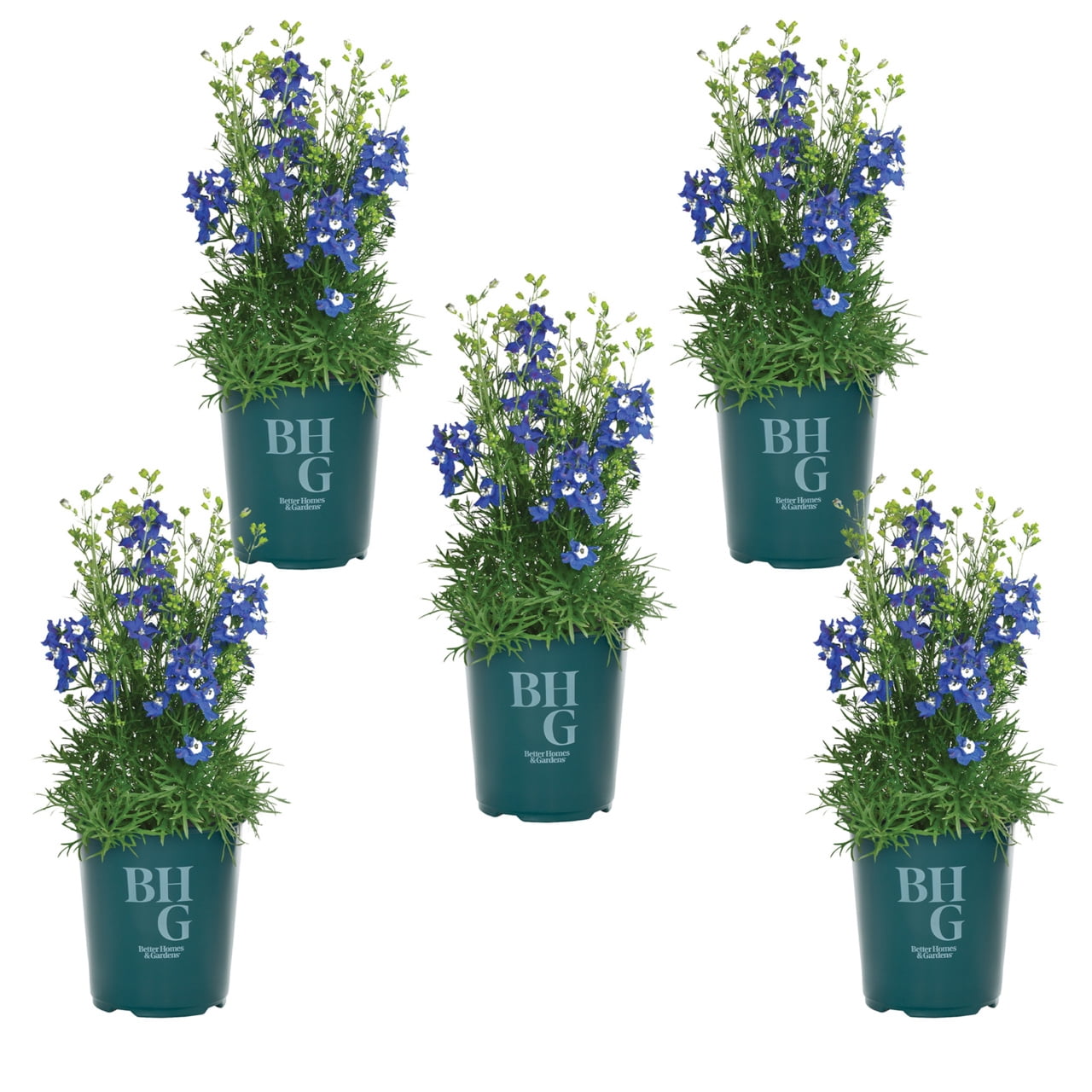 Expert Gardener 1.5PT Blue Delphinium Live Perennial Plant Sun 5 -Pack