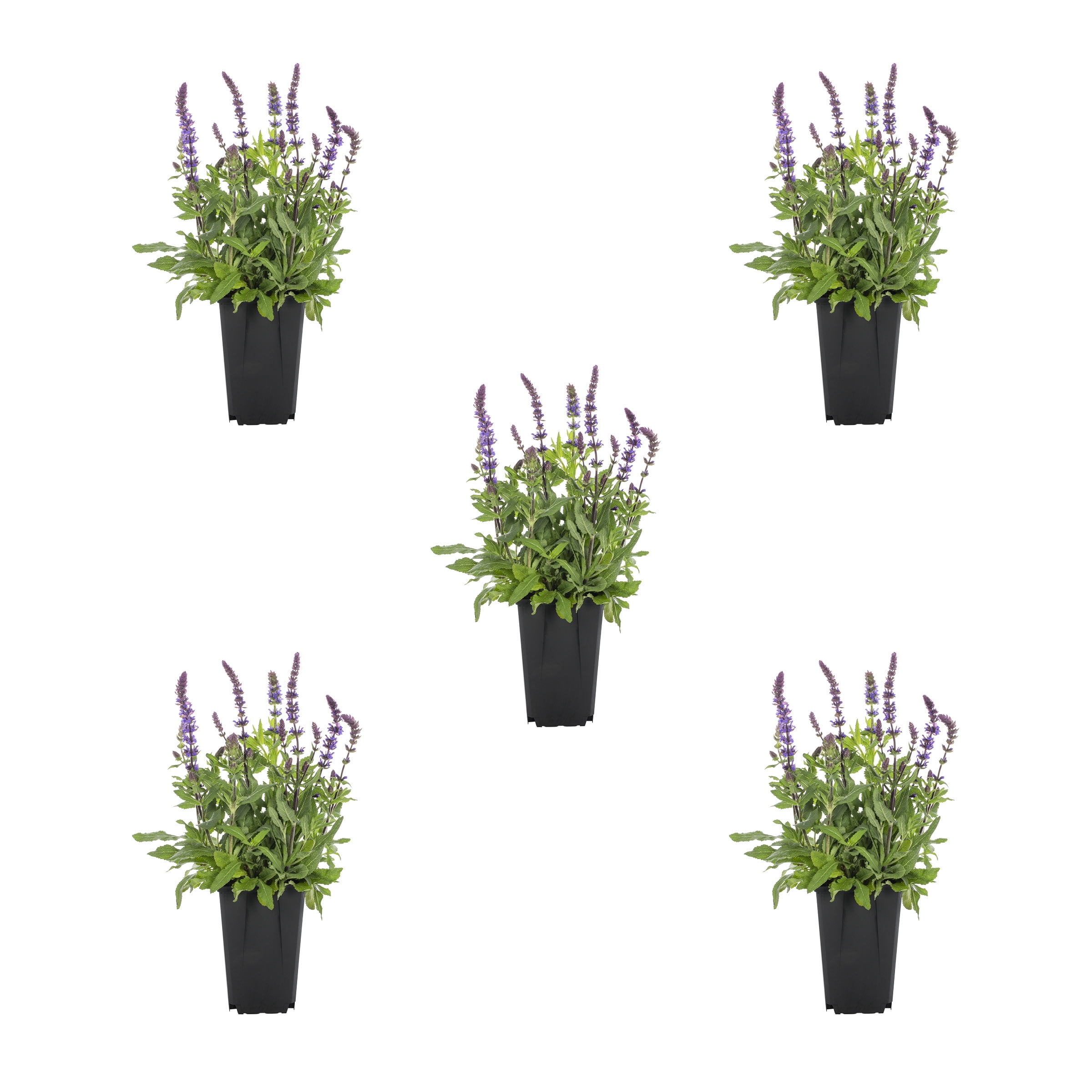 Expert Gardener 1.5PT Blue Salvia Live Perennial Plant Sun 5 -Pack