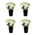 thumbnail image 1 of Expert Gardener 1 Quart White Mum Live Plants (4 Pack) with Grower Pots, 1 of 9