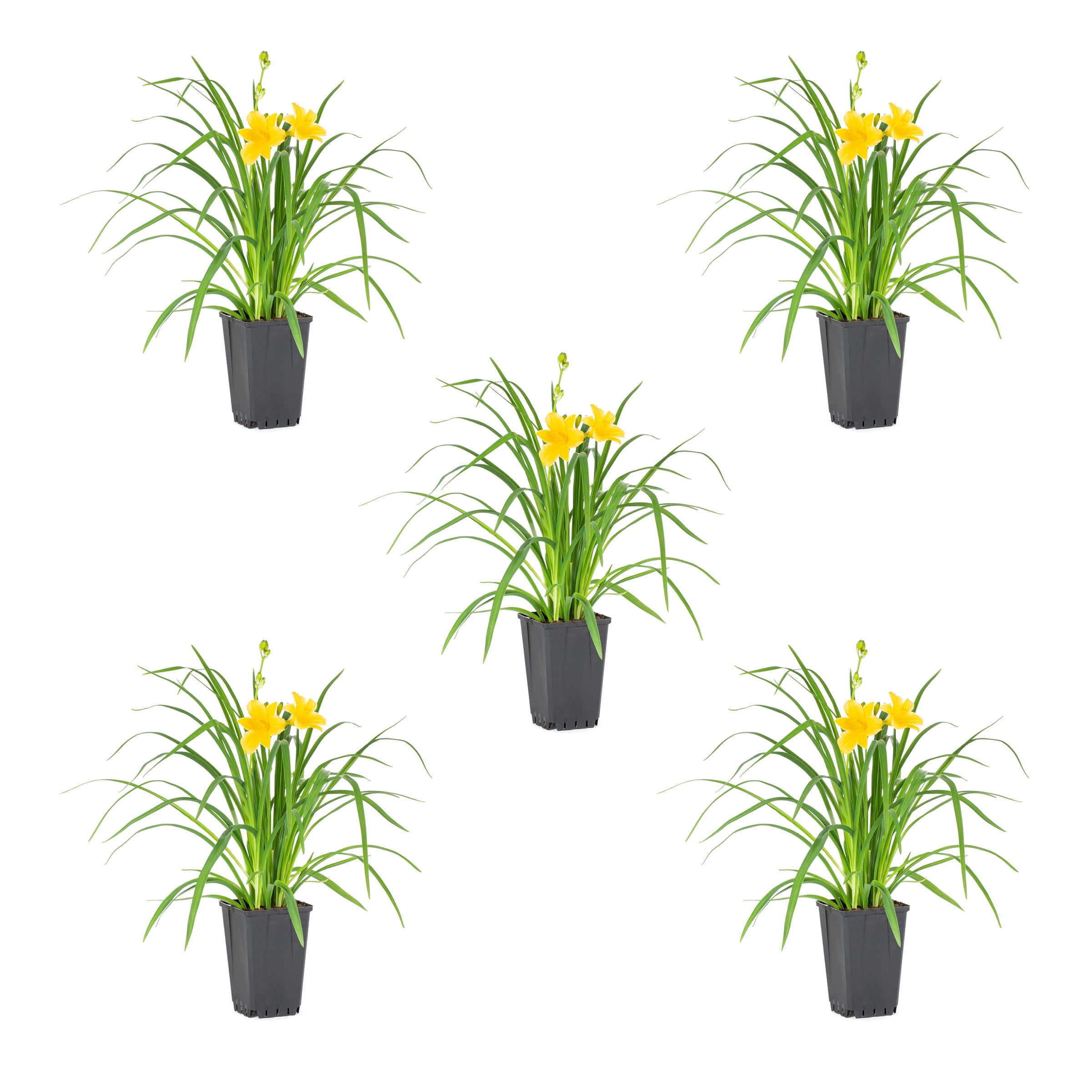 Expert Gardener 1 Quart Yellow Daylily Perennial Live Plant 5 -Pack with Grower Pot