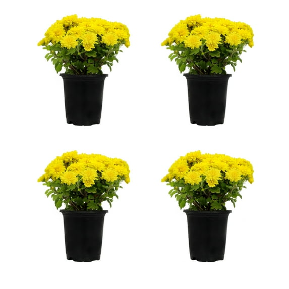Expert Gardener 1 Quart Yellow Mum Live Plants (4 Pack) with Grower Pots