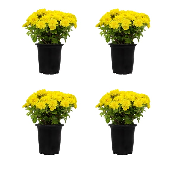 Expert Gardener 1 Quart Yellow Mum Live Plants (4 Pack) with Grower Pots