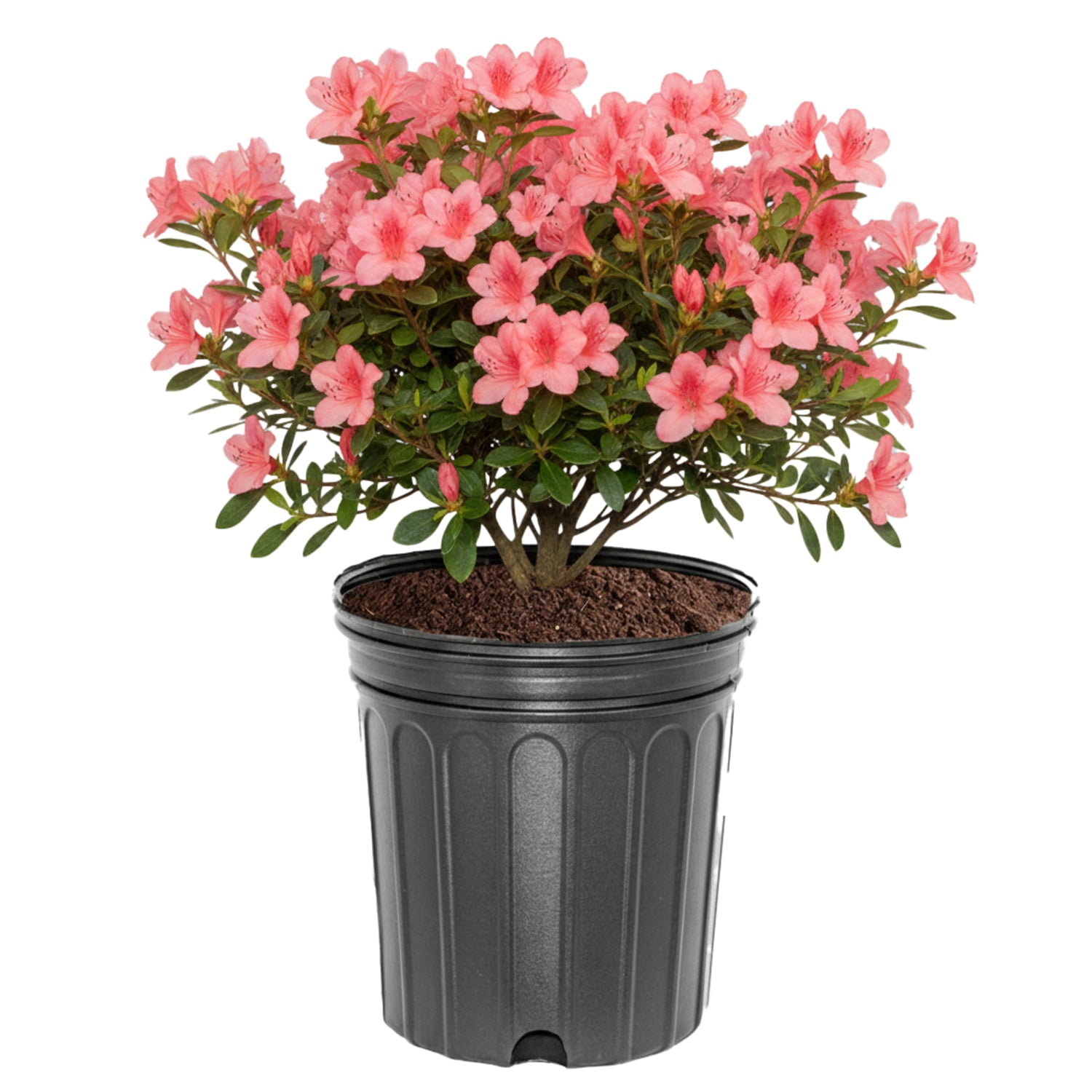 Expert Gardener Coral Bells Azalea Live Shrub, 1 ft Plant in 3 Gallon Grower Pot