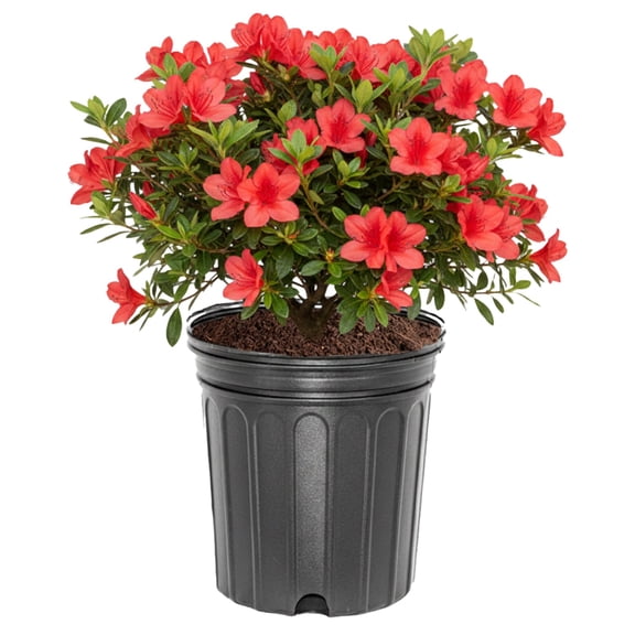 Expert Gardener 1 ft Azalea - Sunglow Live Shrub in 3- Gallon Grower Pot