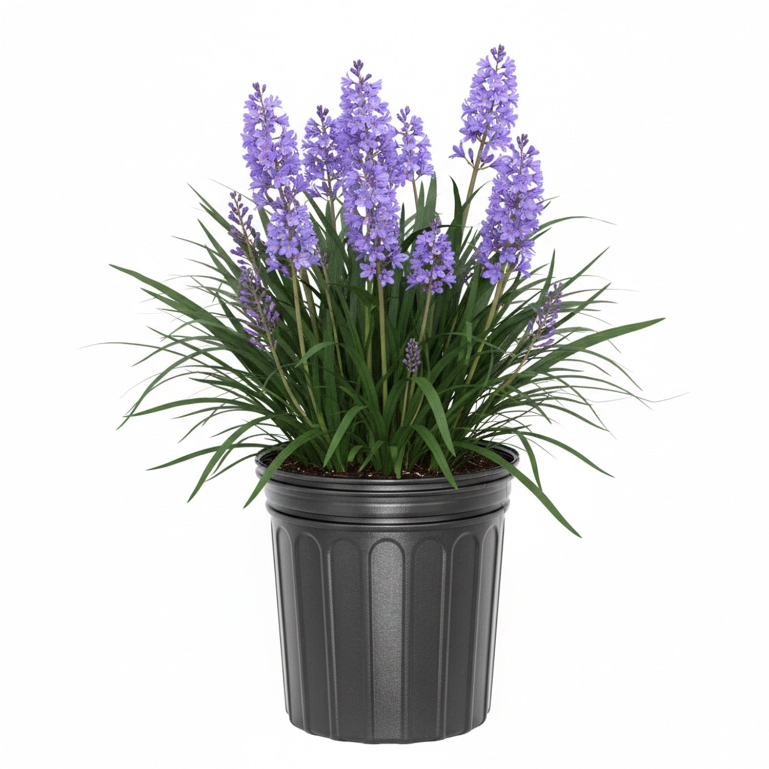 Expert Gardener 1 ft Liriope - Big Blue Live Grass in 1- Gallon Grower Pot