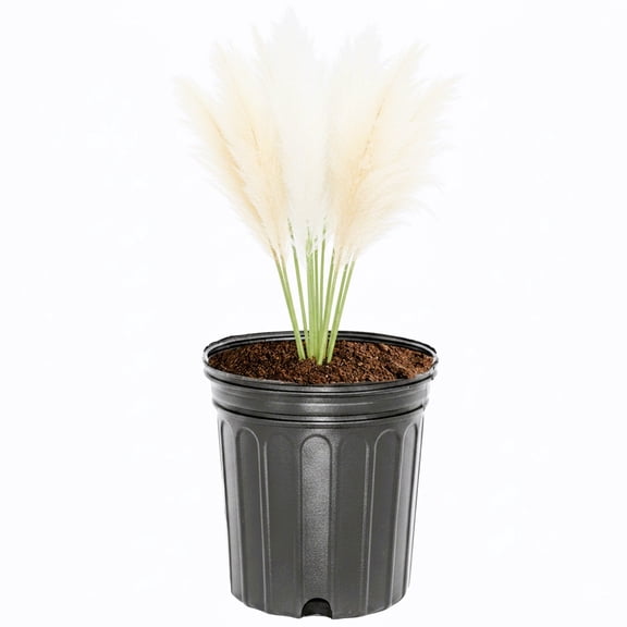 Expert Gardener 1 ft Pampas White Live Grass in 3- Gallon Grower Pot