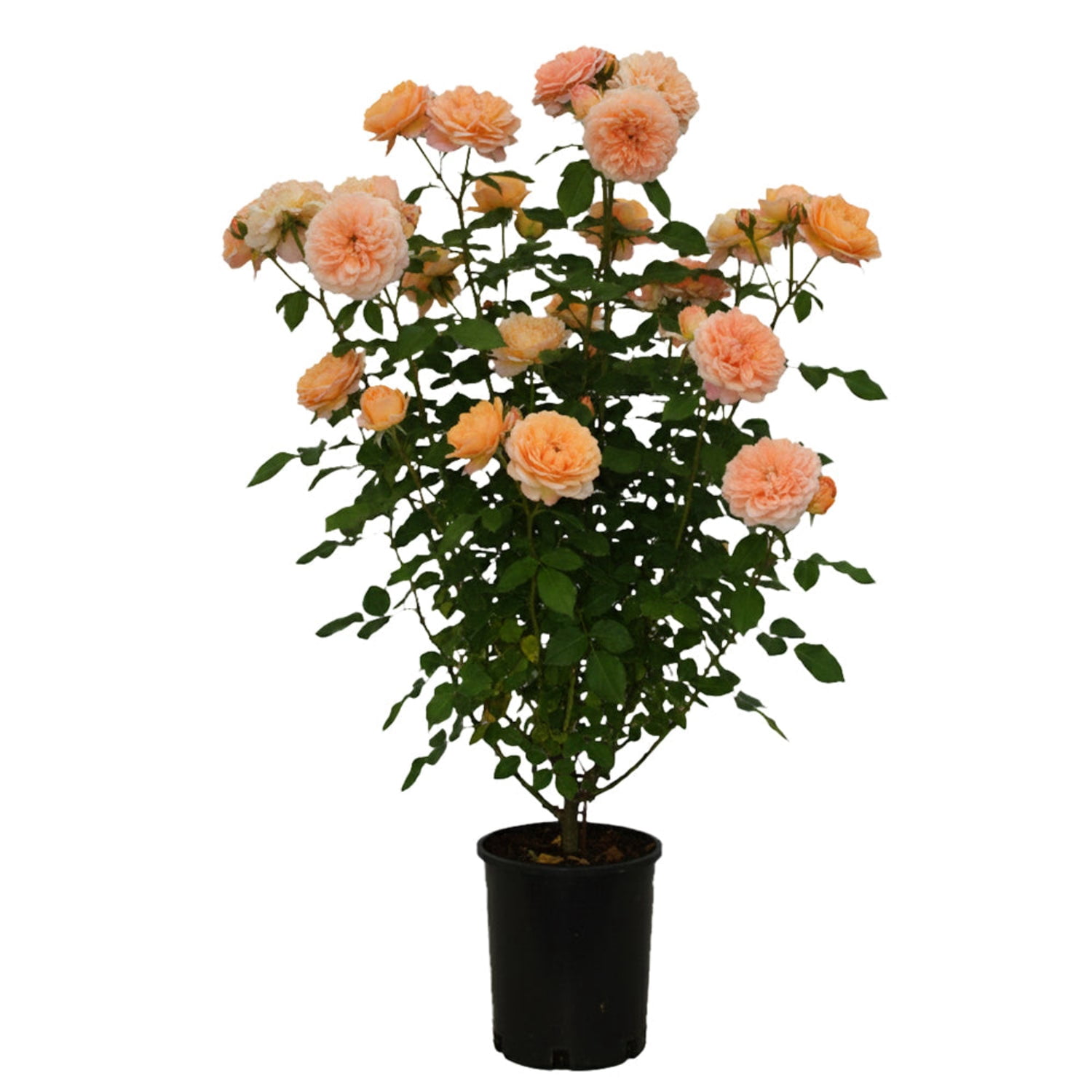 Expert Gardener 12-18" Peach Flower Carpet® Groundcover Rose with Orange Flowers Live Tree in 1 gal. Grower Pot
