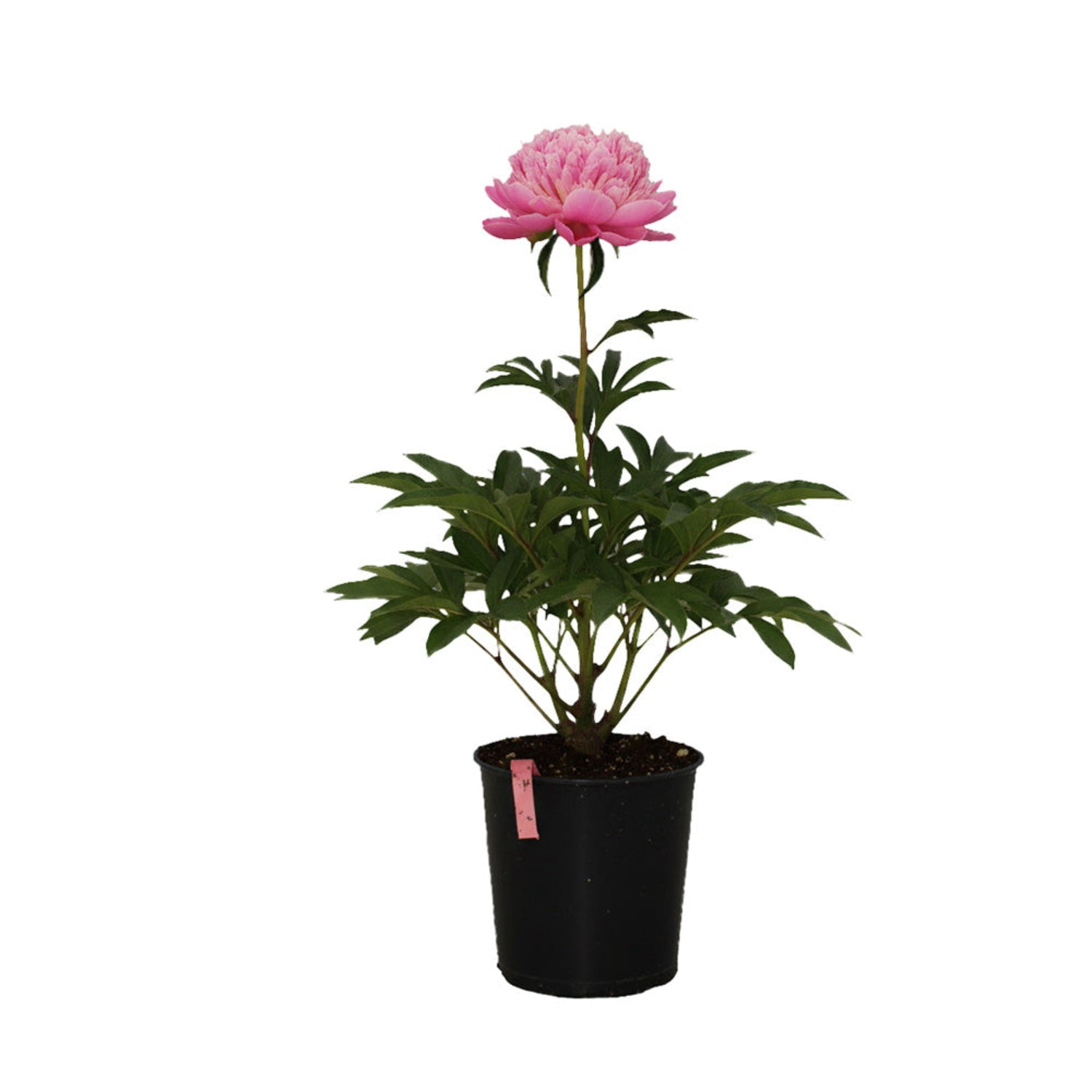 Expert Gardener 12-18" Peony Double Bubble Pink™ Live Tree in 2 gal. Grower Pot