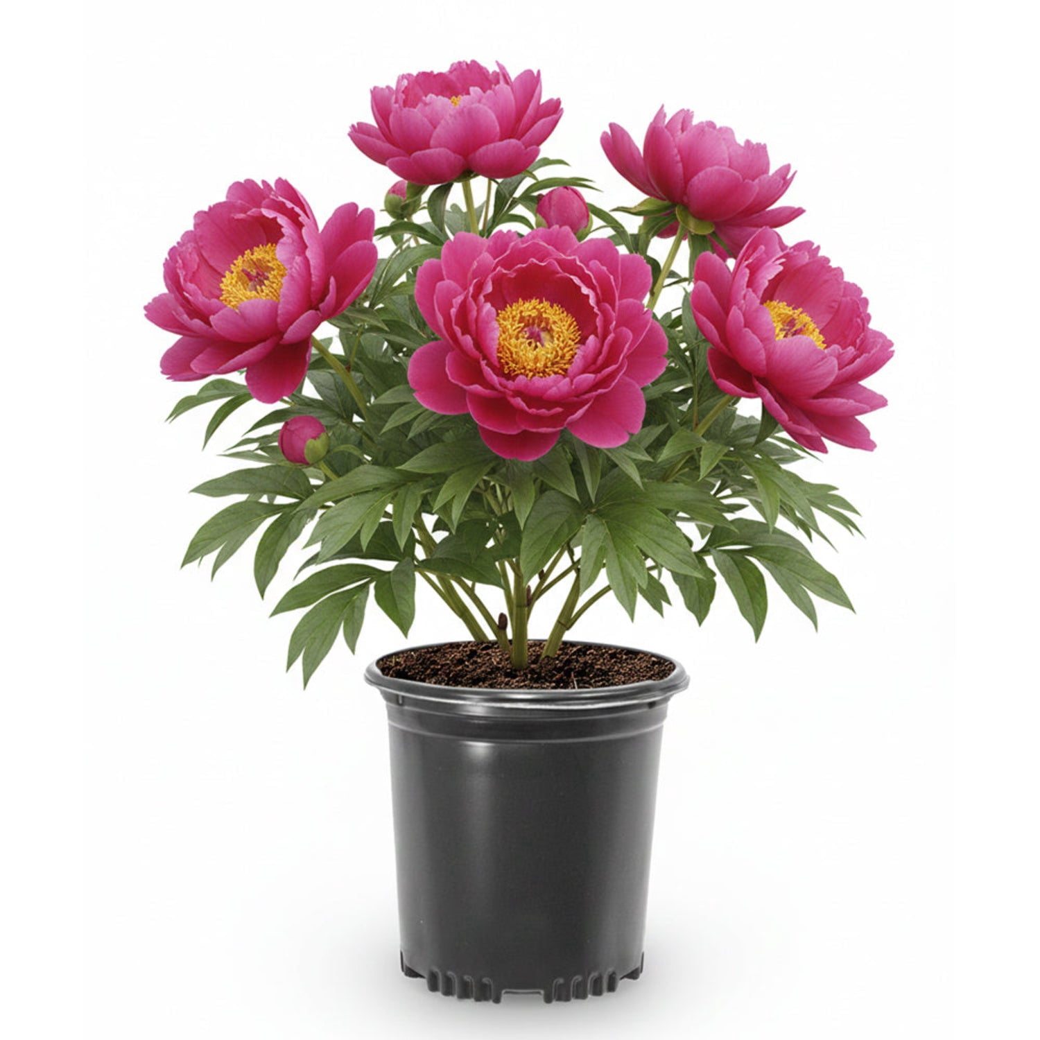 Expert Gardener 12-18" Peony Hot Tamale™ Live Tree in 2 gal. Grower Pot
