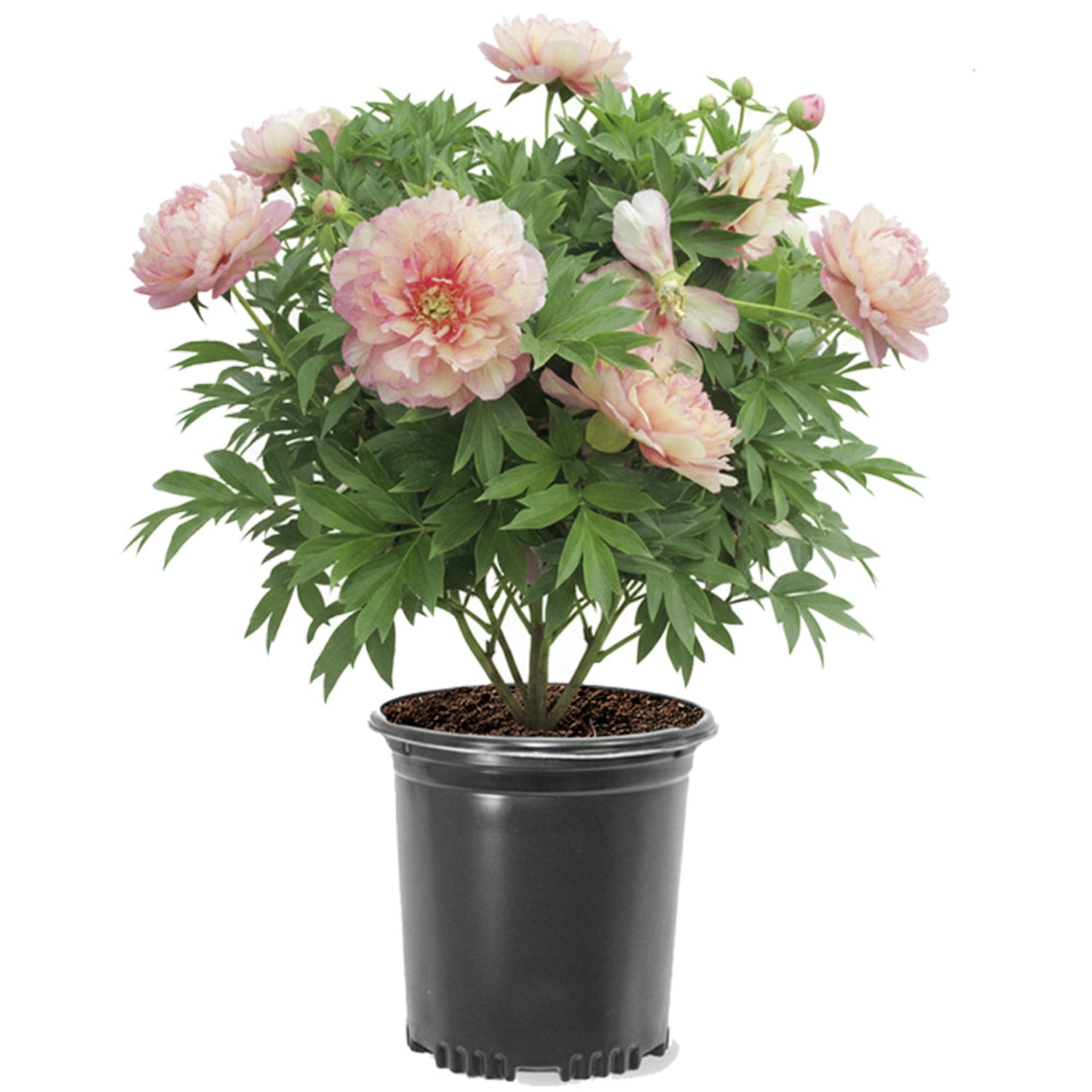 Expert Gardener 12-18" Peony Simply Scrumptious™ Live Tree in 1 gal. Grower Pot